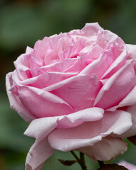 旧古河庭園　百花繚乱のブランド薔薇