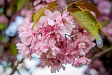 Sakura flowers . Spring sakura trees with pink flowers.
