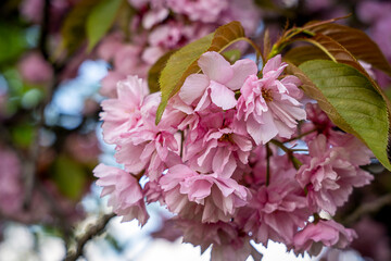 Sakura flowers . Spring sakura trees with pink flowers.