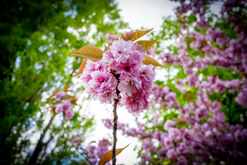 Sakura flowers . Spring sakura trees with pink flowers.