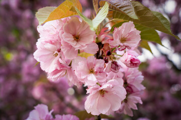 Sakura flowers . Spring sakura trees with pink flowers.