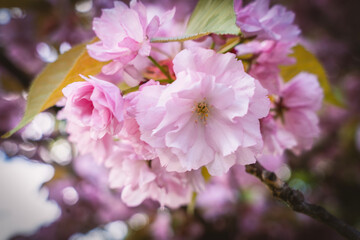 Sakura flowers . Spring sakura trees with pink flowers.
