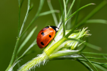 Detailed Macro Shot of Red Ladybird Beetle on Leaf – Garden Insect