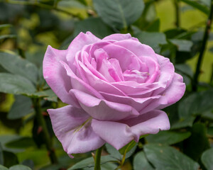旧古河庭園　百花繚乱のブランド薔薇