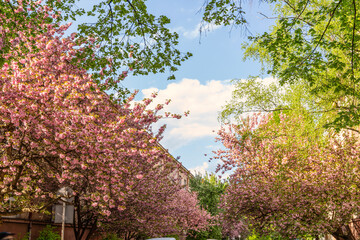 Sakura flowers . Spring sakura trees with pink flowers.