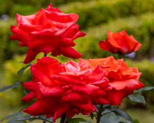 旧古河庭園　百花繚乱のブランド薔薇