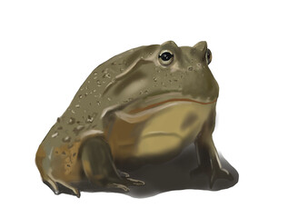 Frog on a white background. Computer digital drawing.