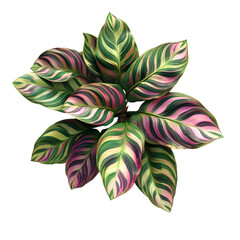 Fototapeta premium Vibrant leaves of a colorful plant against a black background.