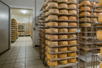 Aging Ossau-Iraty cheese on shelves in a maturing cellar in the Pyrenees