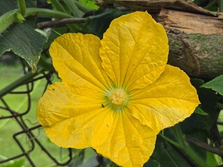yellow flower on green background