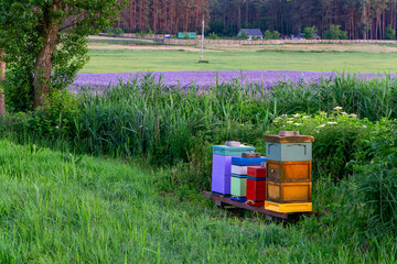Colorful beehives placed at the edge of a blooming phacelia field, surrounded by tall grass and...
