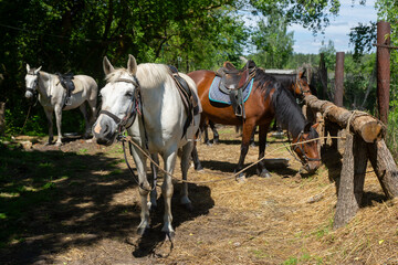 Horses harnessed for a ride on a sunny summer day.