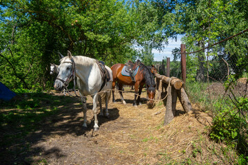 Horses harnessed for a ride on a sunny summer day.