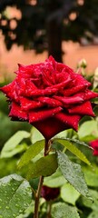 red rose in the rain
