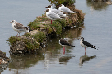 Mouette rieuse,Chroicocephalus ridibundus, Black headed Gull, Echasse blanche,  Himantopus himantopus, Black winged Stilt