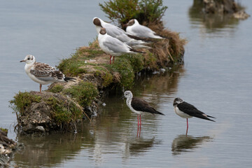 Mouette rieuse,Chroicocephalus ridibundus, Black headed Gull, Echasse blanche,  Himantopus himantopus, Black winged Stilt