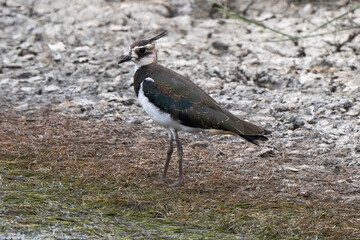 Vanneau huppé,Vanellus vanellus, Northern Lapwing