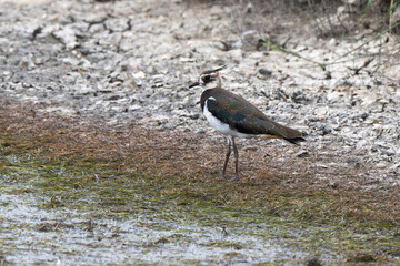 Vanneau huppé,Vanellus vanellus, Northern Lapwing