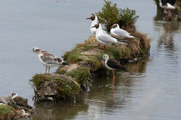 Mouette rieuse,Chroicocephalus ridibundus, Black headed Gull, Echasse blanche,  Himantopus himantopus, Black winged Stilt