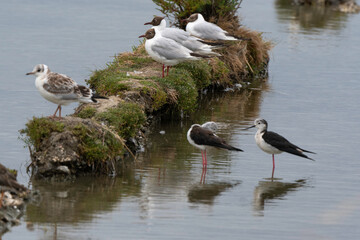 Mouette rieuse,Chroicocephalus ridibundus, Black headed Gull, Echasse blanche,  Himantopus himantopus, Black winged Stilt