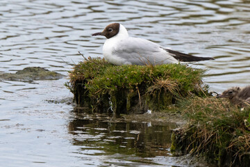 Mouette rieuse, nid,Chroicocephalus ridibundus, Black headed Gull