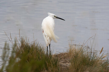 Aigrette garzette, Egretta garzetta, Little Egret,