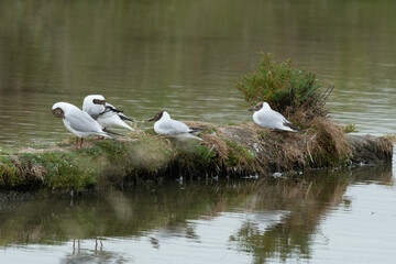 Mouette rieuse, nid,Chroicocephalus ridibundus, Black headed Gull