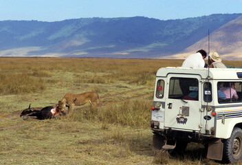 Safari photo, Lionne, Panthera leo, Parc national du N.Gorongoro crater, Tanzanie