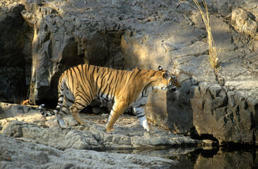Tigre, Panthera tigris, Parc national de Ranthambore, Rajastan, Inde