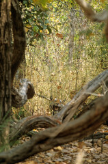 Tigre, Panthera tigris, Parc national de Ranthambore, Rajastan, Inde
