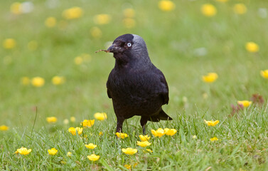 Choucas des tours,Coloeus monedula , Western Jackdaw