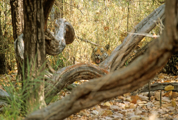 Tigre, Panthera tigris, Parc national de Ranthambore, Rajastan, Inde