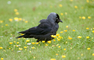 Choucas des tours,Coloeus monedula , Western Jackdaw
