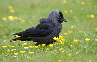 Choucas des tours,Coloeus monedula , Western Jackdaw