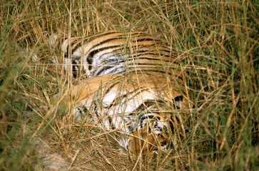 Tigre, Panthera tigris, Parc national de Ranthambore, Rajastan, Inde