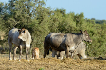 Vache, Race Bazadaise, Gironde, France