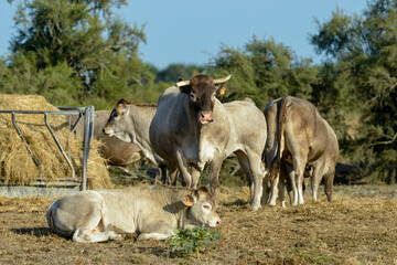 Fototapeta premium Vache, Race Bazadaise, Gironde, France