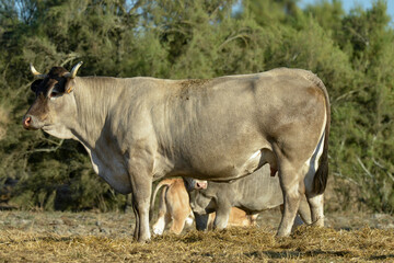 Vache, Race Bazadaise, Gironde, France