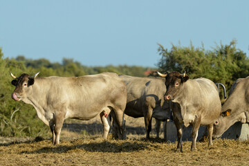 Vache, Race Bazadaise, Gironde, France