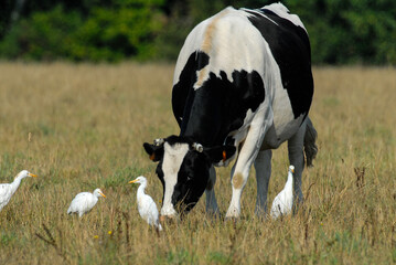 vache race Bretonne pie noire,  Héron garde boeufs, Bubulcus ibis