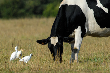 vache race Bretonne pie noire,  Héron garde boeufs, Bubulcus ibis