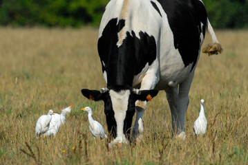 vache race Bretonne pie noire,  Héron garde boeufs, Bubulcus ibis