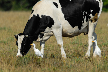 vache race Bretonne pie noire,  Héron garde boeufs, Bubulcus ibis