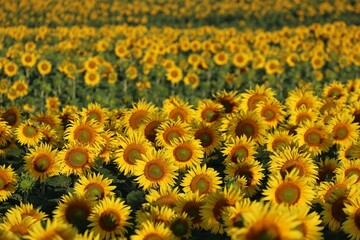 good Morning Sunflower