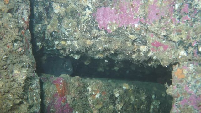 Beneath the waves of the Barents Sea, a wolffish finds shelter between rocks. An Arctic realm full of mystery, where life thrives in the icy depths, revealing nature's resilience.