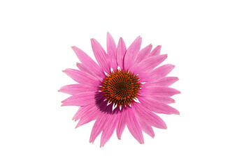 medicinal herb echinacea purpurea or coneflower, flower close-up, isolated on transparent background, png