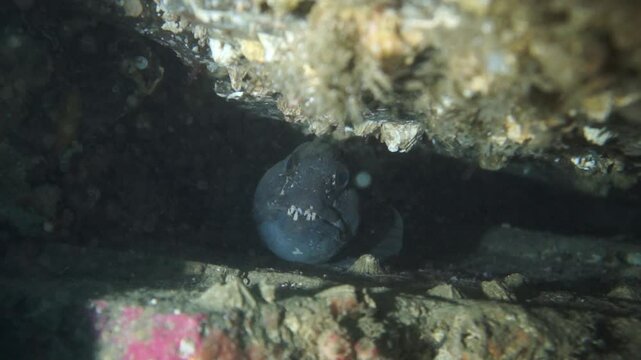 Captured in the Barents Sea, a wolffish finds refuge amongst jagged rocks. This underwater glimpse highlights the resilience of Arctic marine life in its natural habitat.