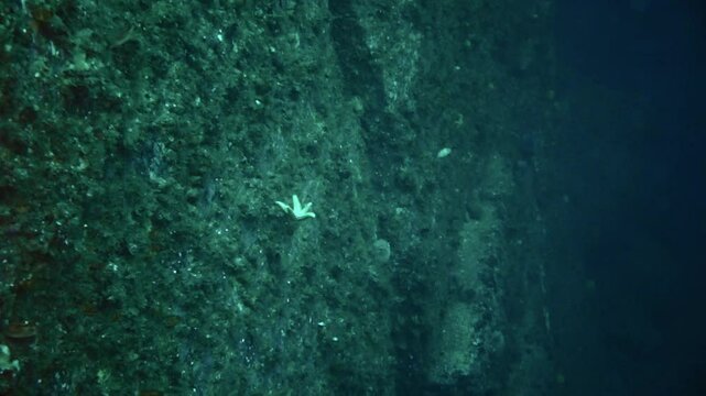 A sea star clings to a vibrant, algae-covered rock wall deep in the Barents Sea, a testament to life's resilience in the Arctic's challenging underwater world.