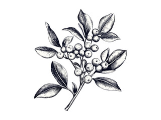 Vintage mistletoe engraving, romantic holiday plant, hand-drawn festive decor, black line sketch, old engraving style, seasonal Christmas icon, winter botanical art
