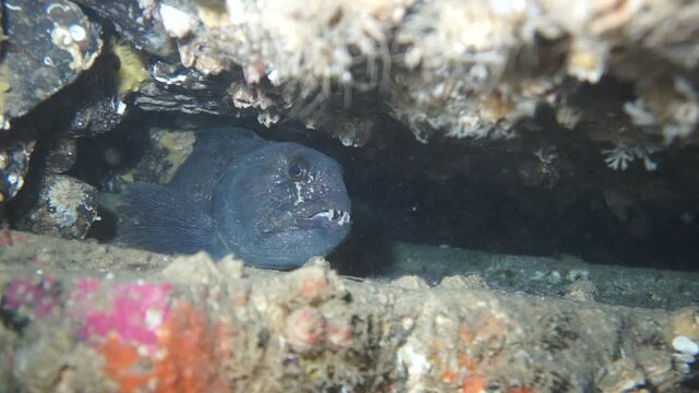 A wrinkled wolffish finds refuge inside a rocky cavern surrounded by marine life. Captured in the depths of the Barents Sea, this wolffish exemplifies resilience.